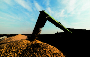 Golden grain being dumped from grain elevator